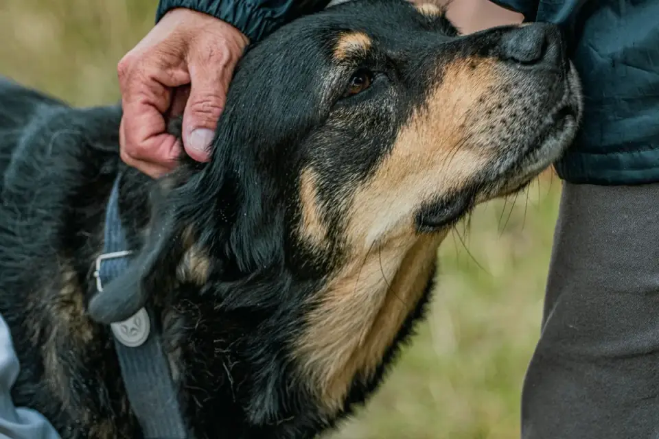 Close-up of hands reading the ingredient panel on a dog supplement label