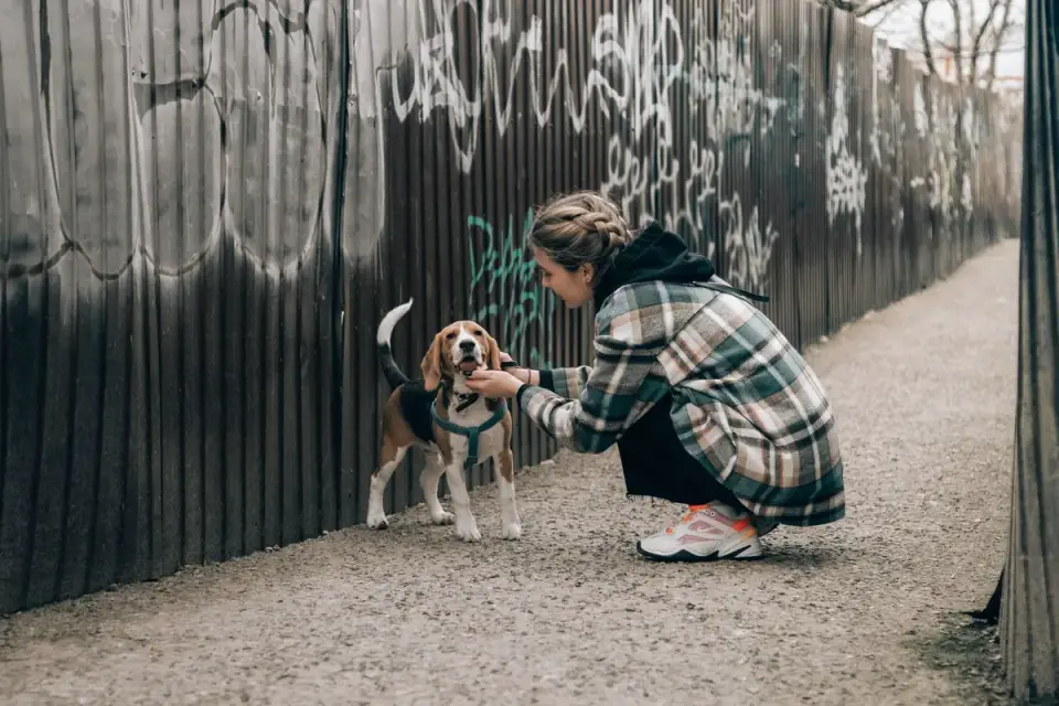 Dog and owner together