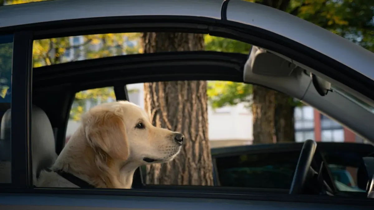 Dog at a car window