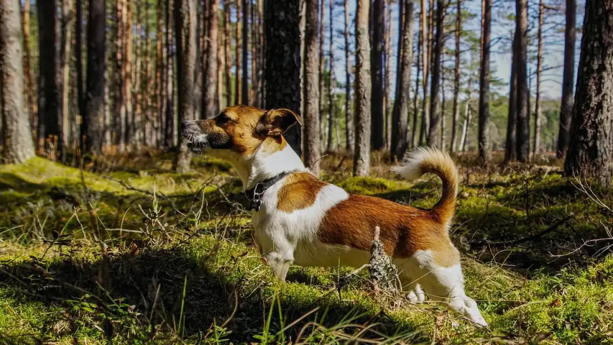Dog barking outdoors