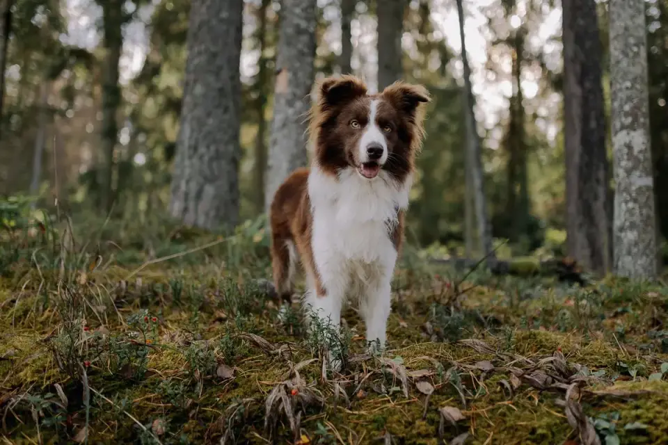 Dog barking outdoors
