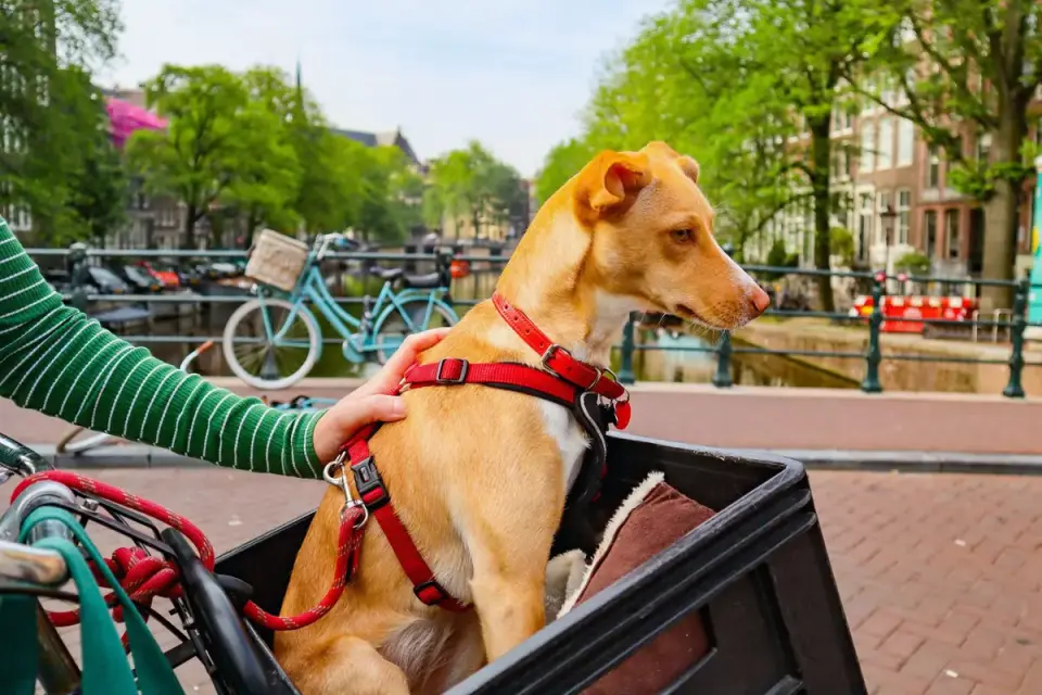 Dog beside a cycling path
