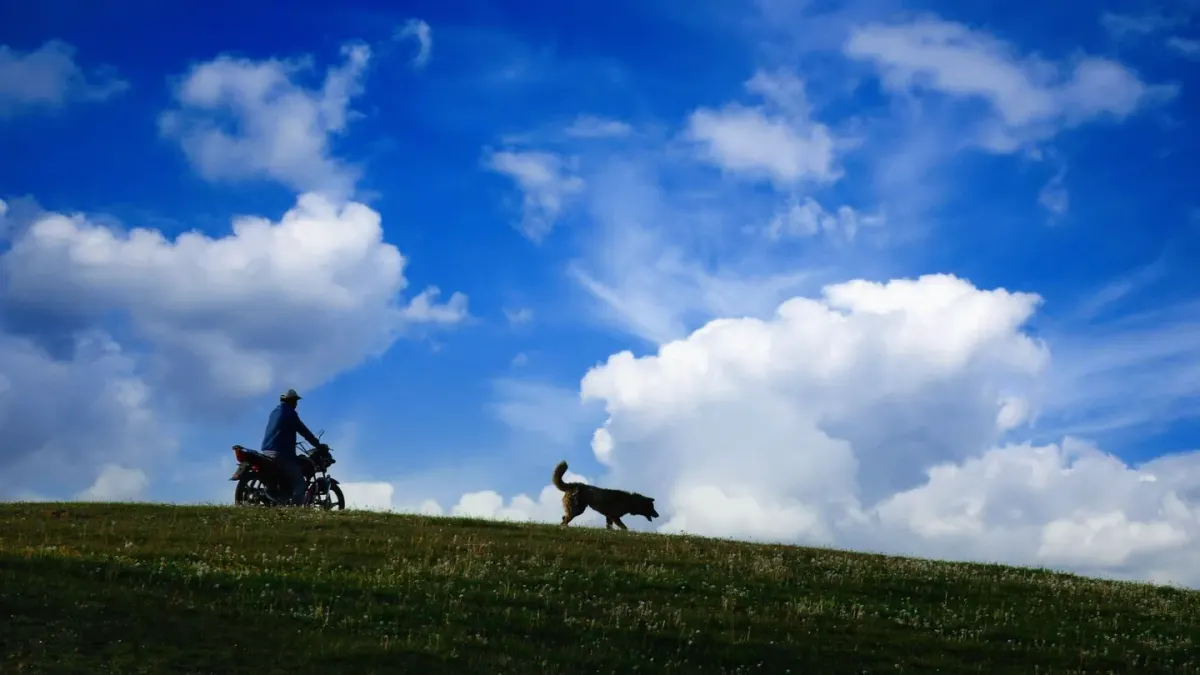 Dog beside a cycling path
