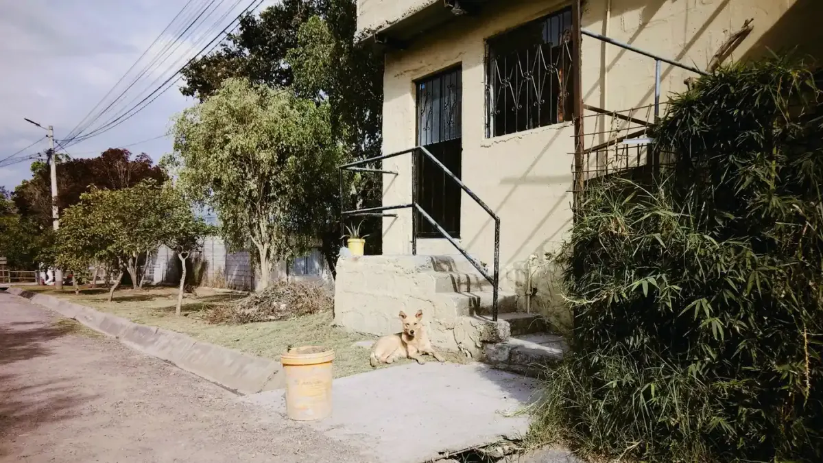 Dog by a door