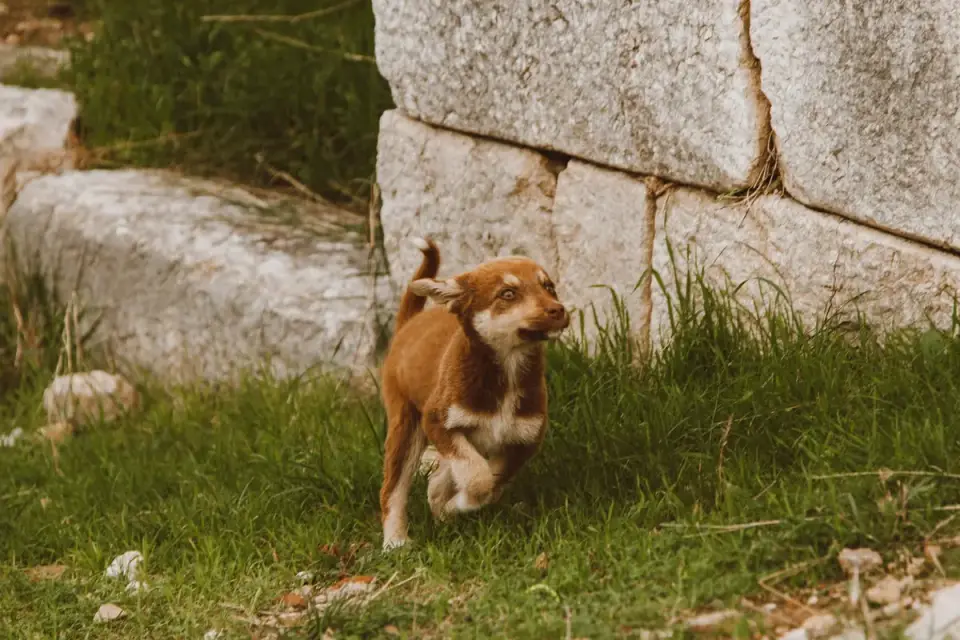 Dog chasing a ball