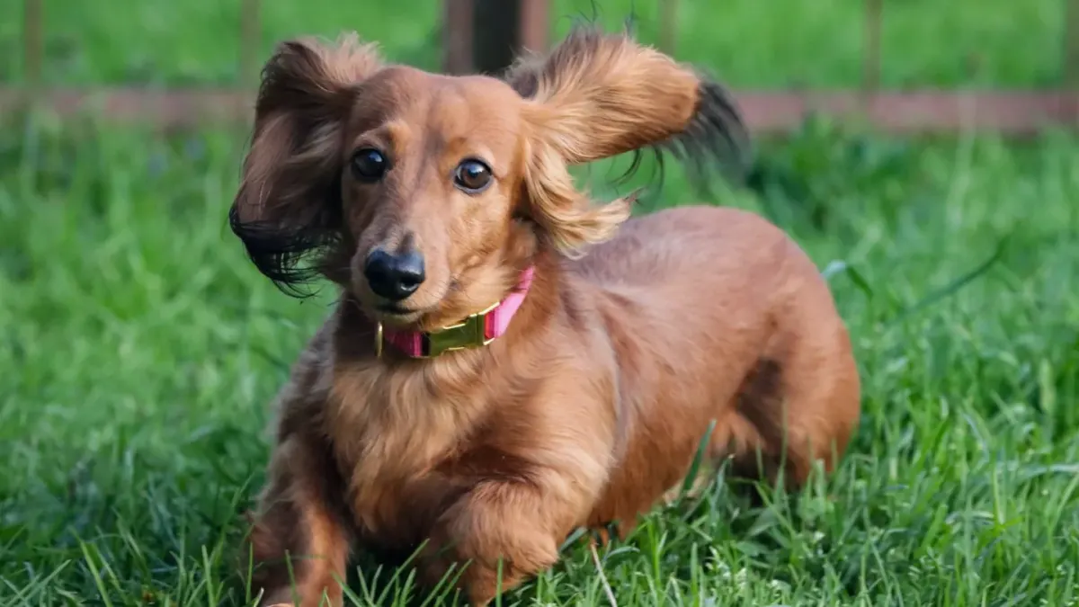 Dog chasing a ball