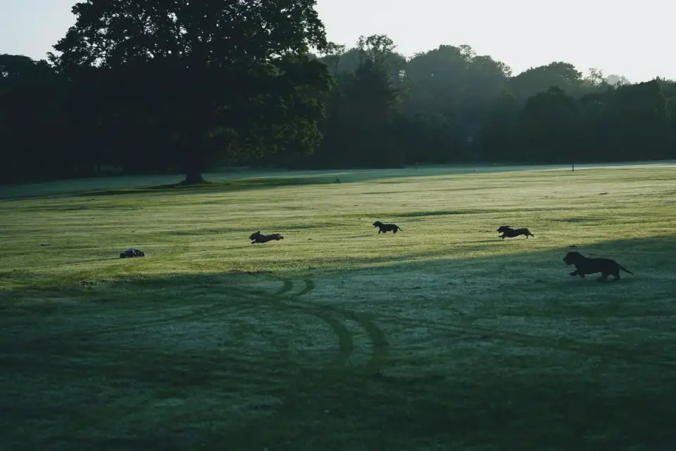 Dog chasing a ball