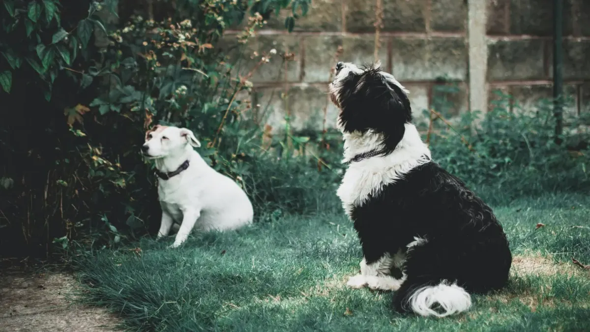 Dog chasing a ball
