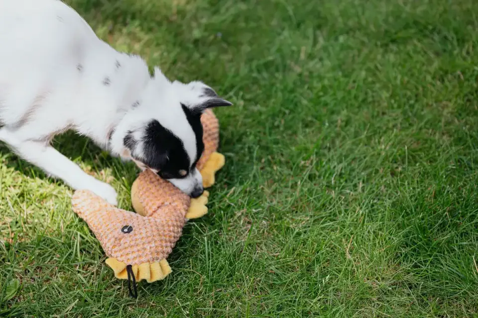 Dog chewing a flexible rubber chew toy while lying on the floor