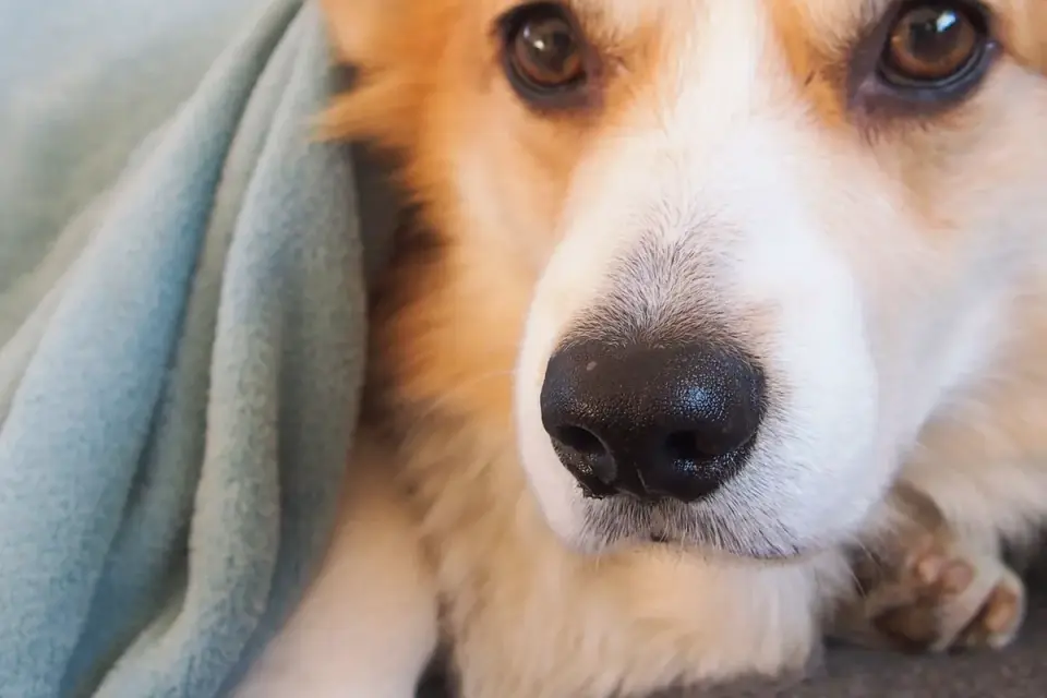 Dog close to a bowl
