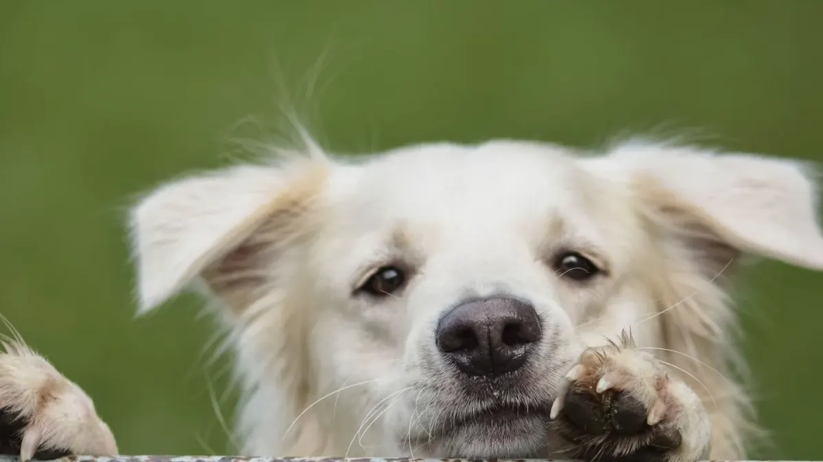 Dog close to a bowl