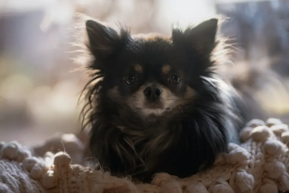 Dog curled on a blanket