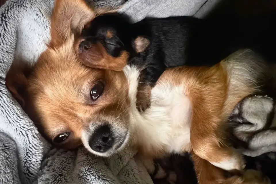 Dog curled on a blanket