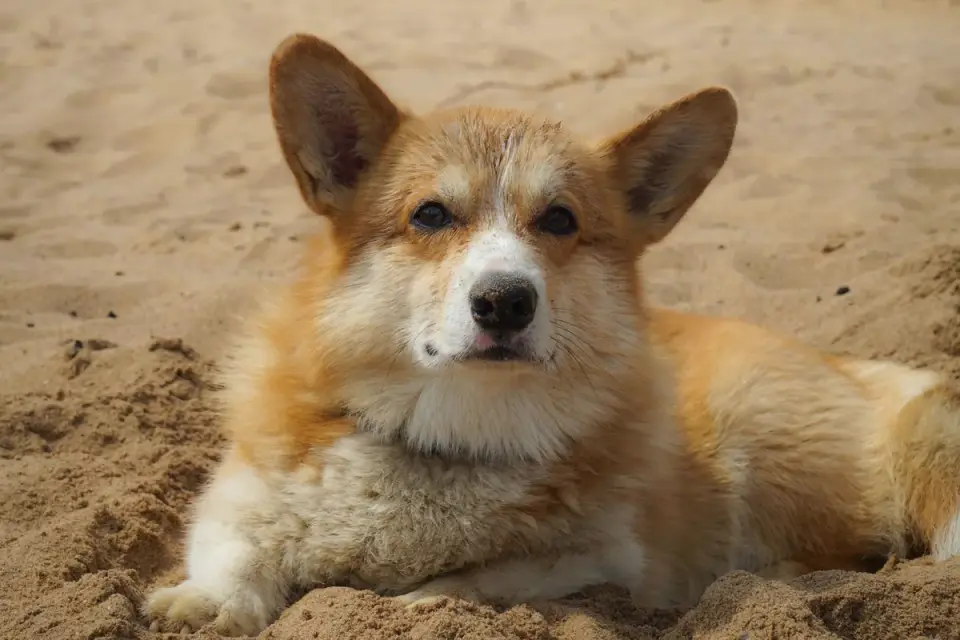 Dog digging in sand
