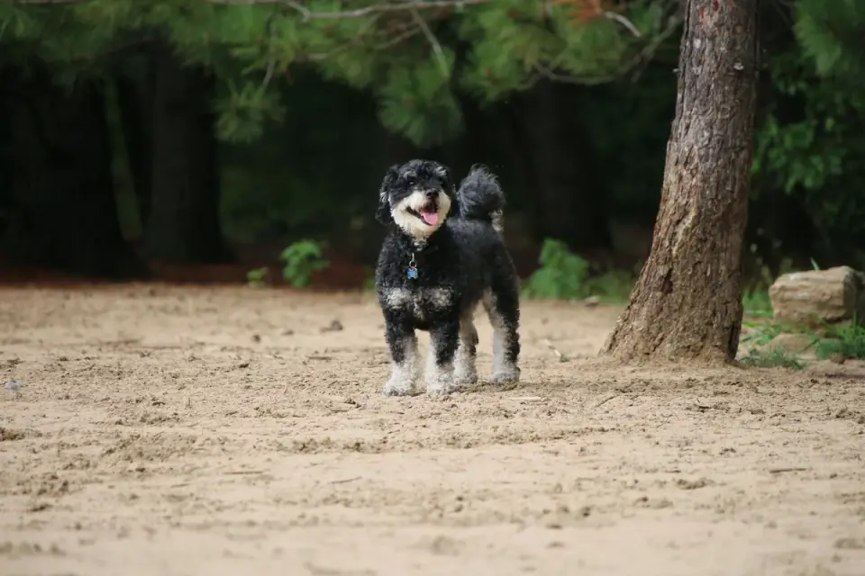 Dog digging in sand