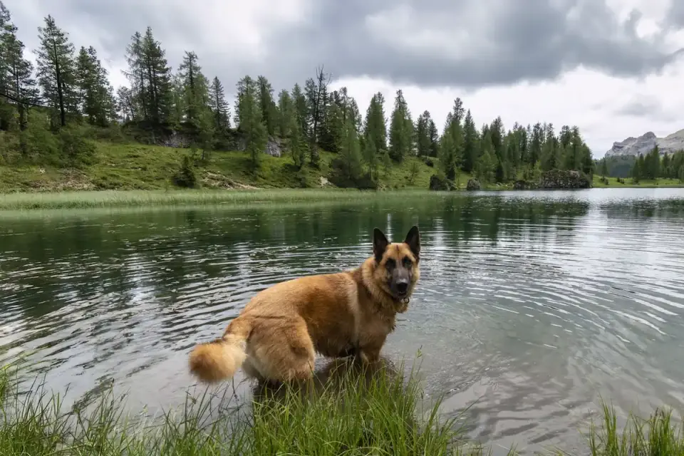 Dog drinking water