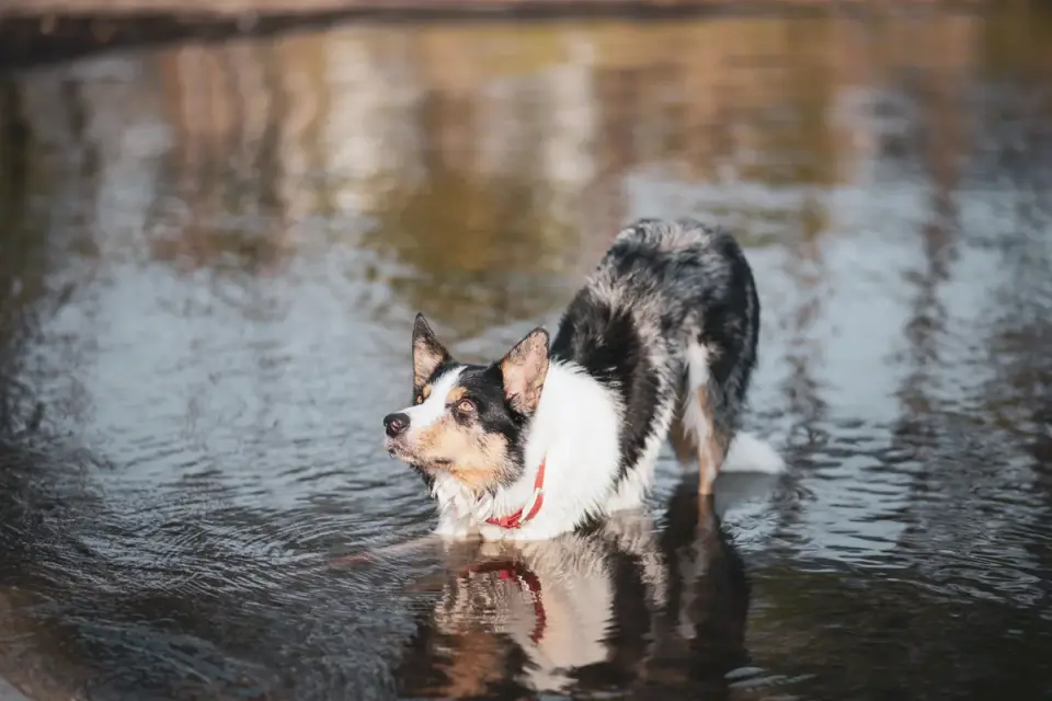 Dog drinking water