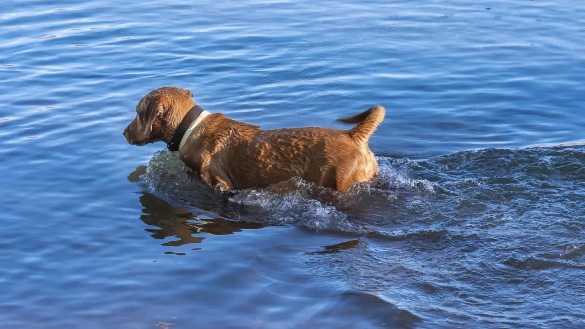 Dog drinking water