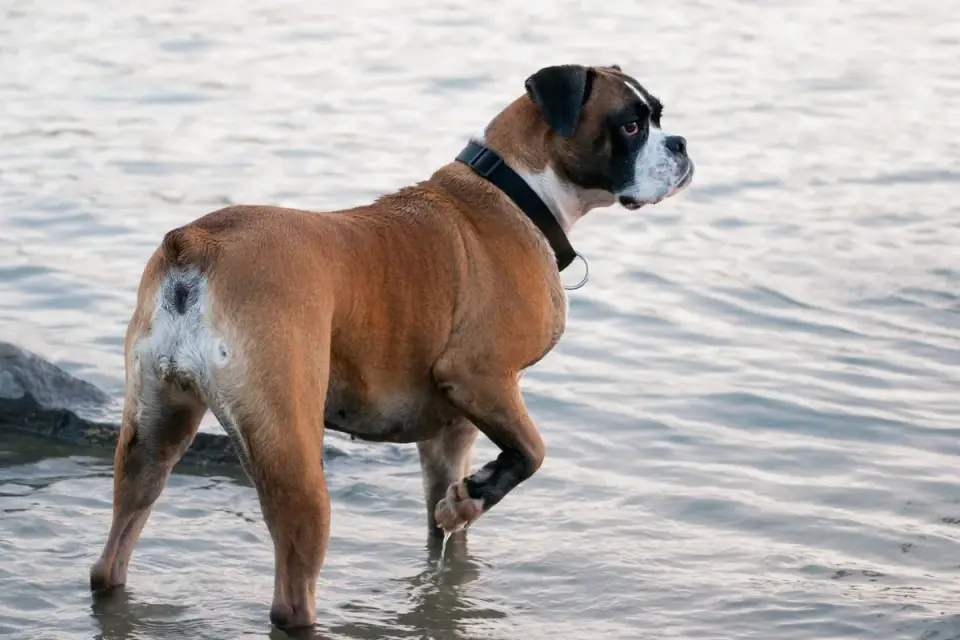 Dog drinking water
