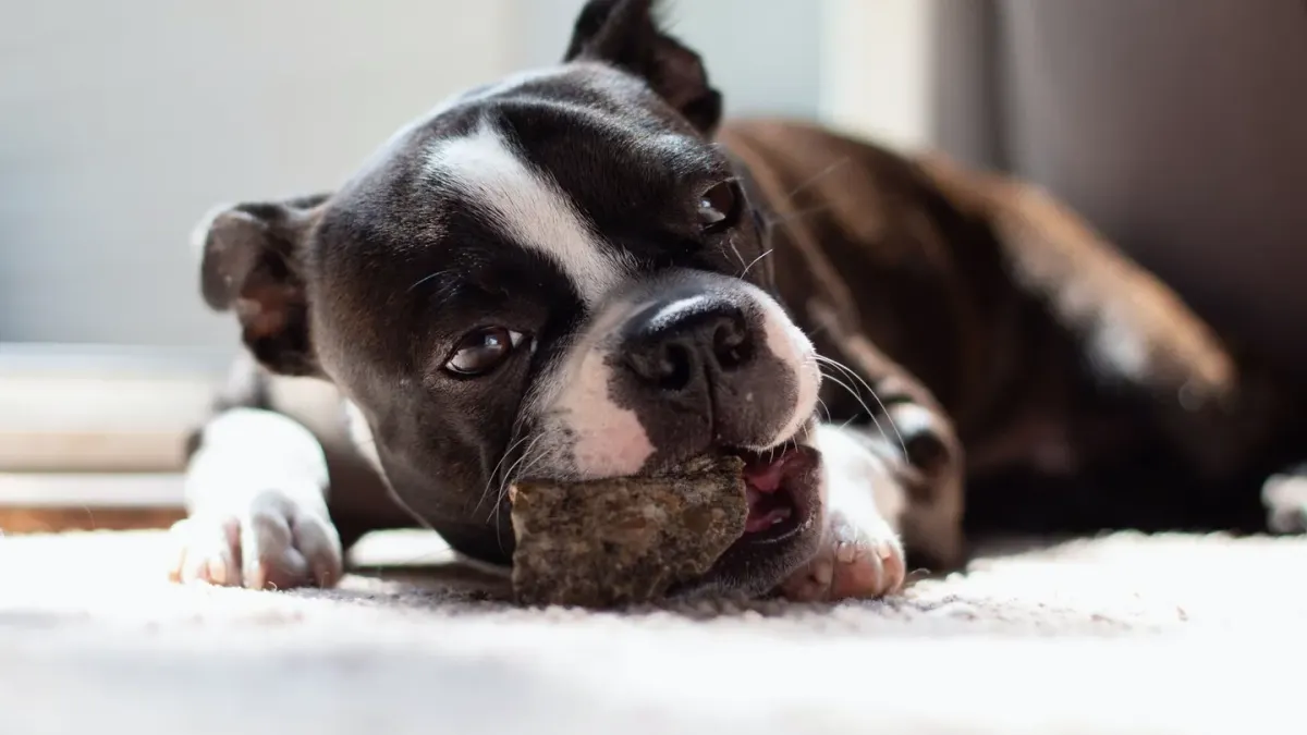 Dog eating from a bowl at home