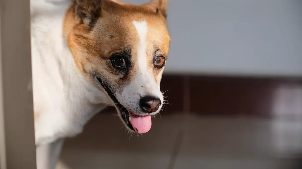 Dog eating from a bowl at home