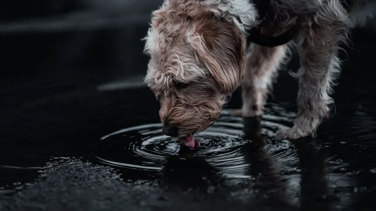 Dog eating from a bowl at home