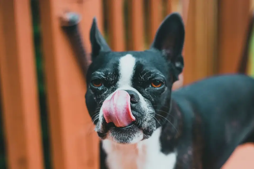 Dog eating from a bowl at home