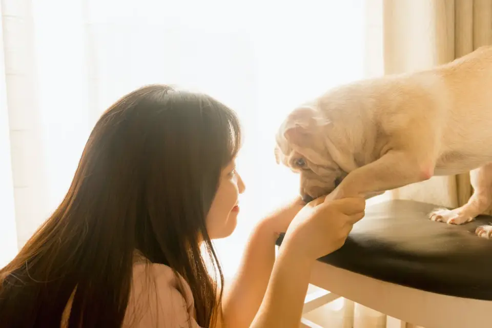Dog eating from a bowl at home