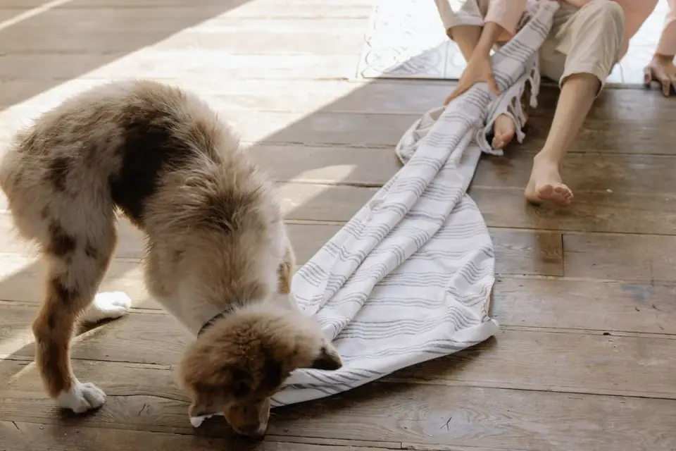 Dog eating from a bowl at home