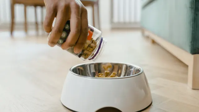 Dog eating from a bowl