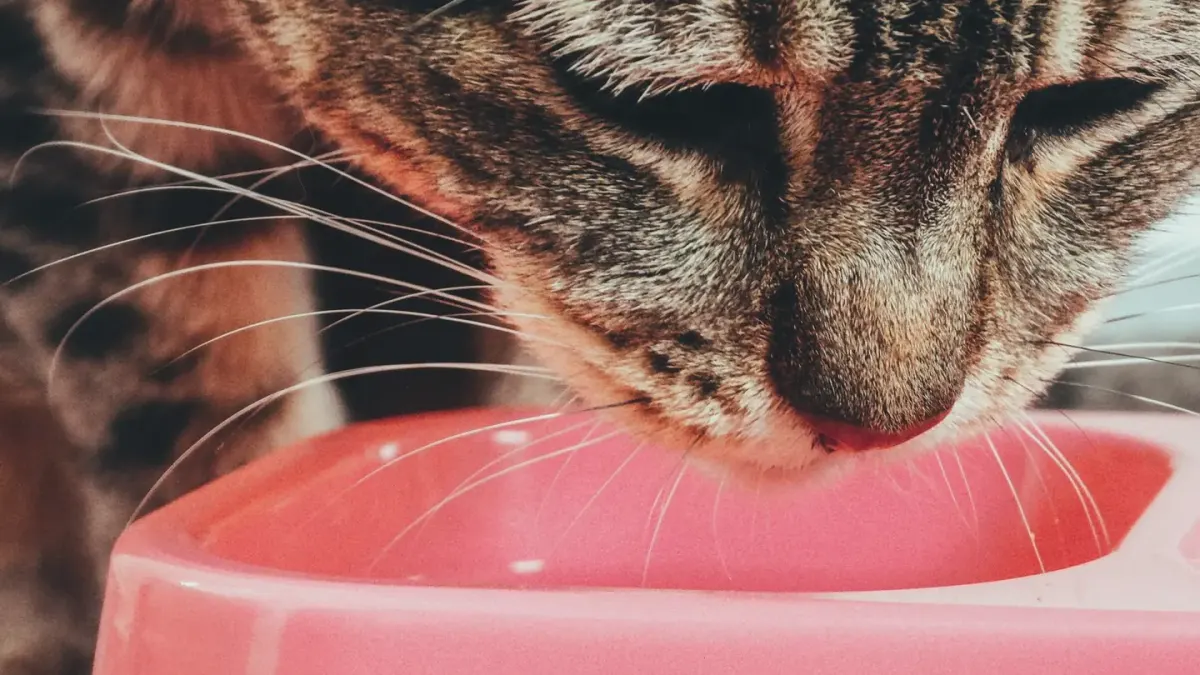 Dog eating from a bowl