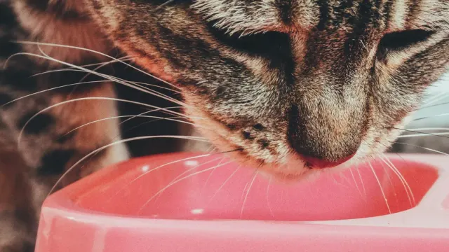 Dog eating from a bowl