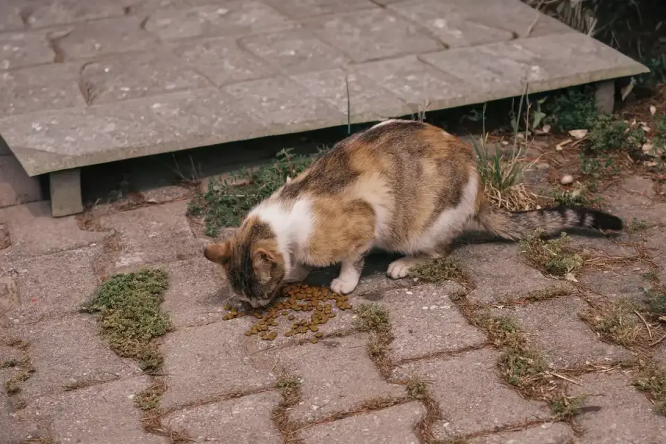 Dog eating outdoors bowl