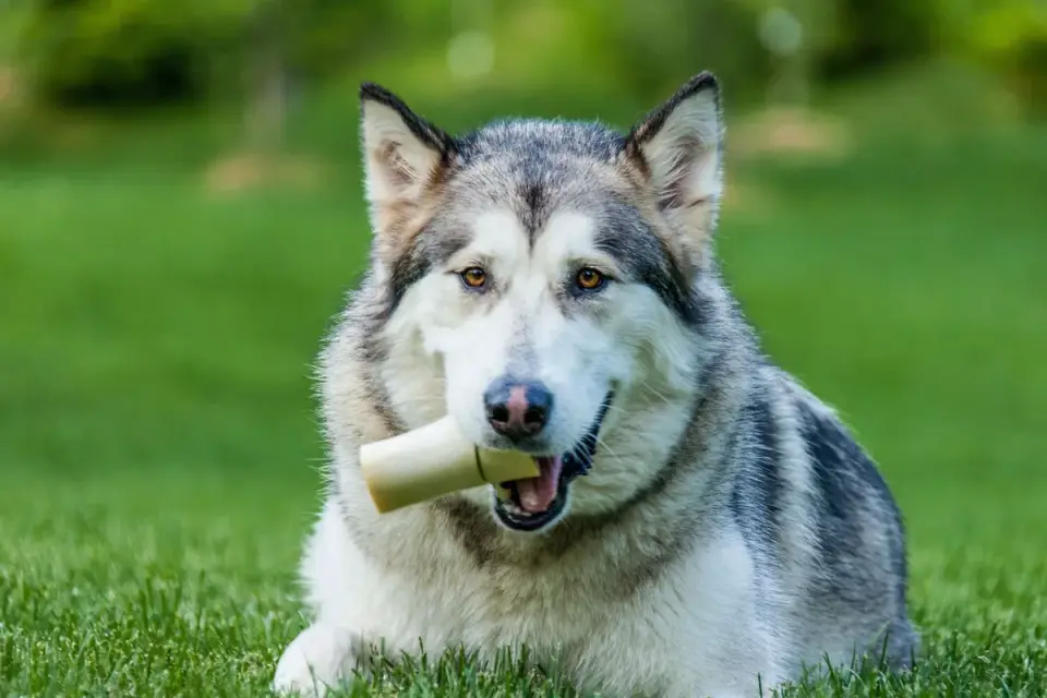 Dog eating outdoors bowl