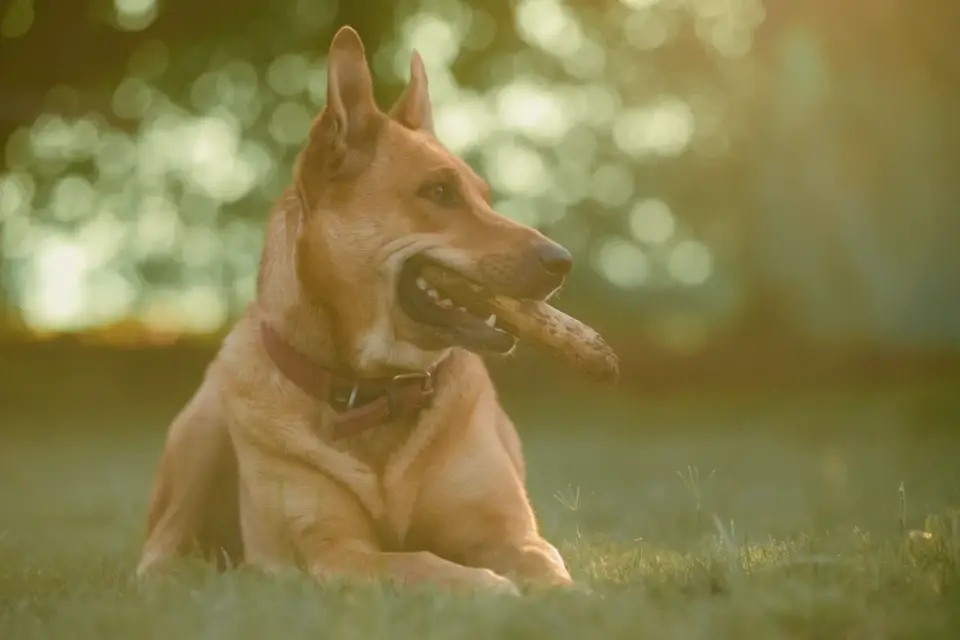 Dog eating outdoors bowl