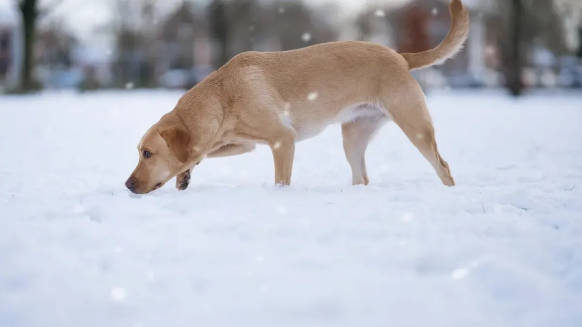 Dog eating outdoors bowl