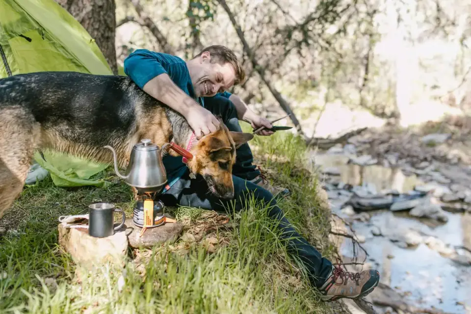 Dog eating outdoors