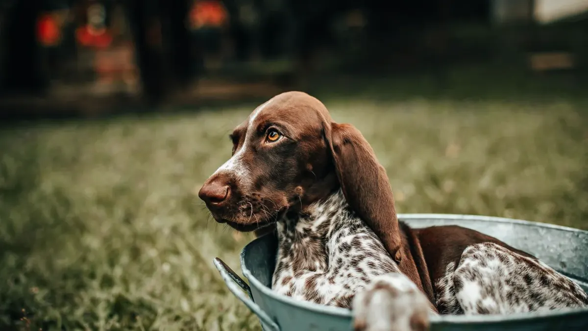 Dog eating outdoors
