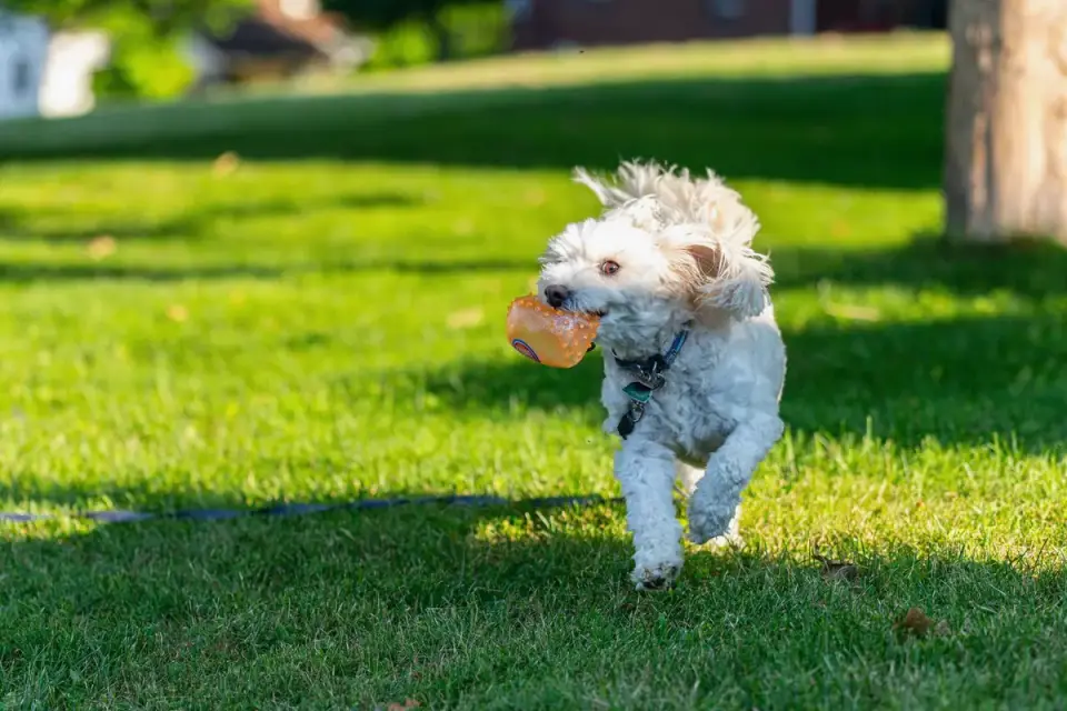 Dog eating outdoors