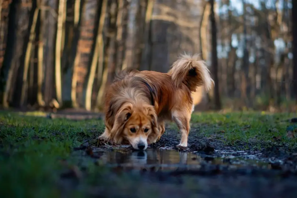 Dog eating outdoors