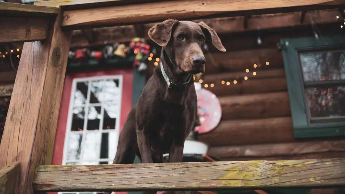 Dog greeting an owner