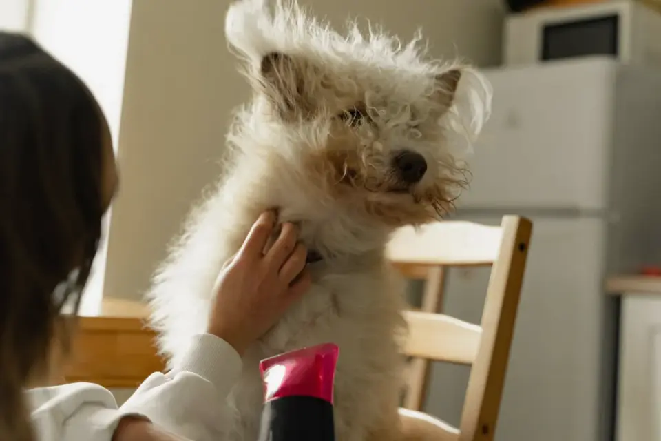 Dog in a kitchen with an owner