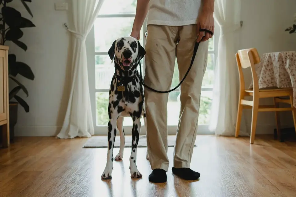 Dog in a kitchen with an owner