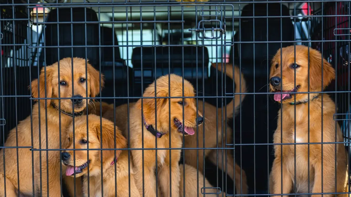 Dog in a travel crate