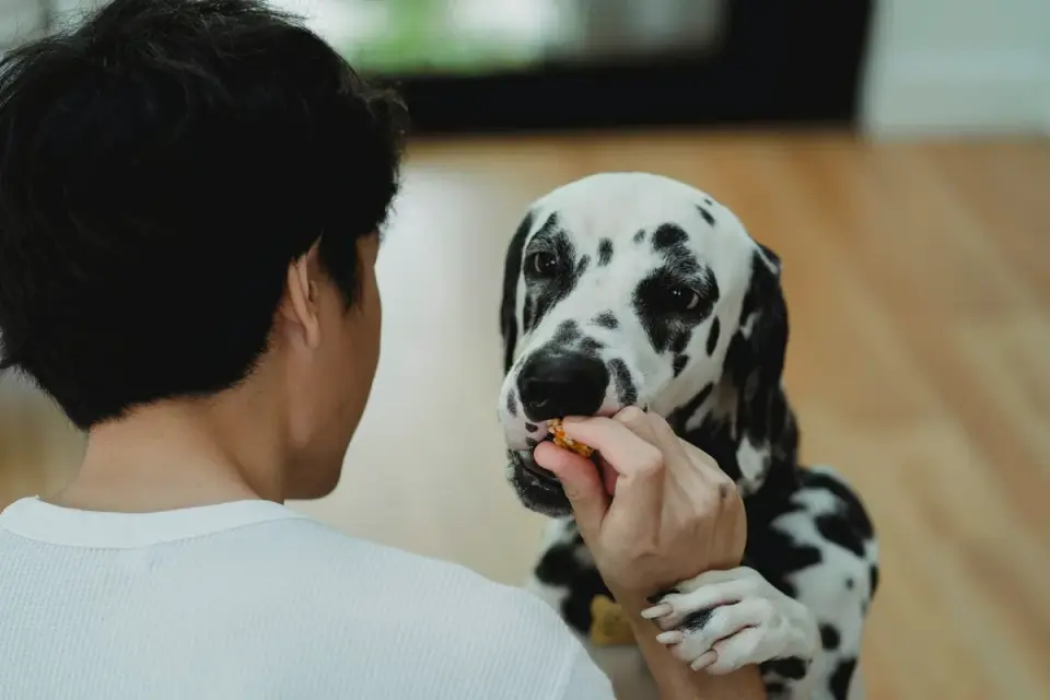 Dog in kitchen with owner