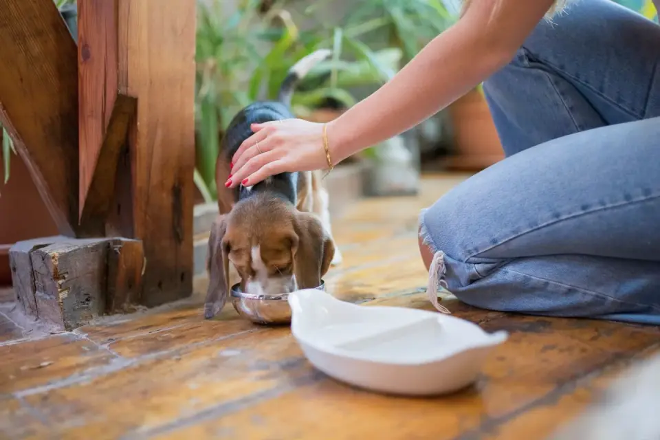 Dog in kitchen with owner