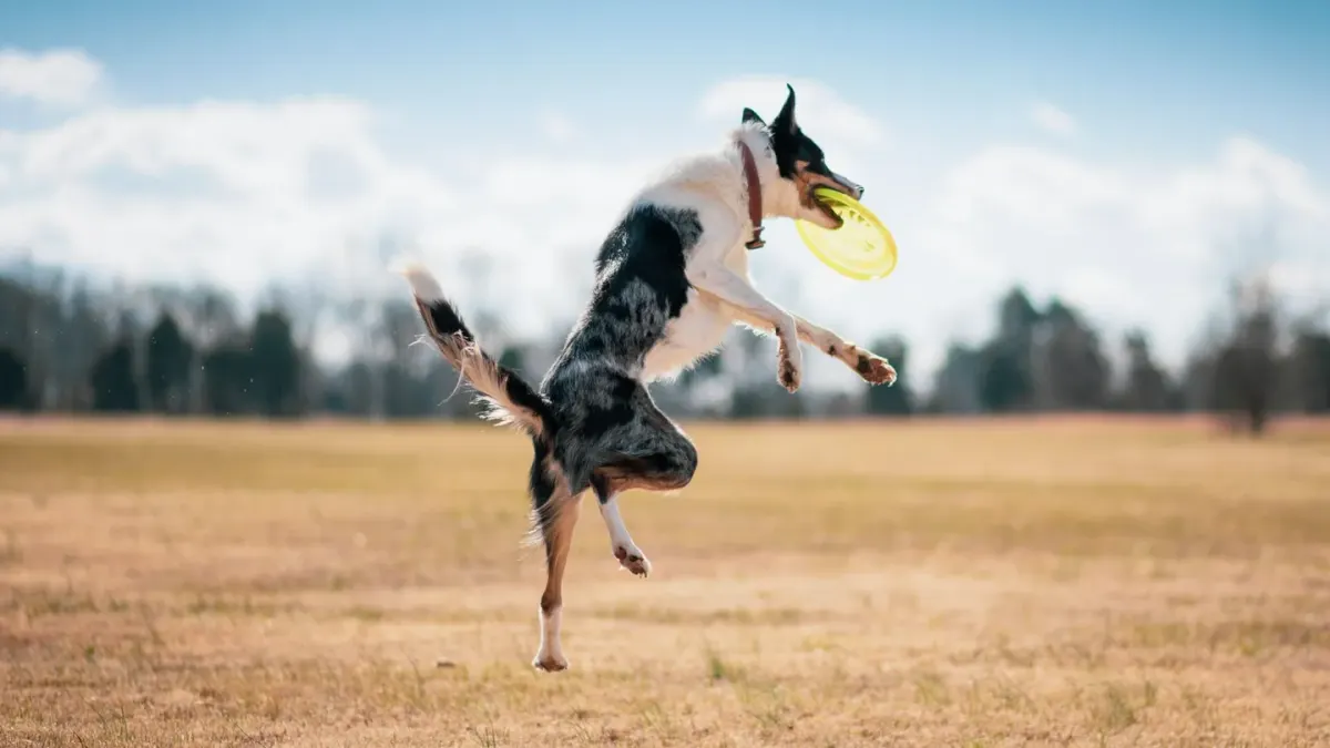 Dog jumping outdoors