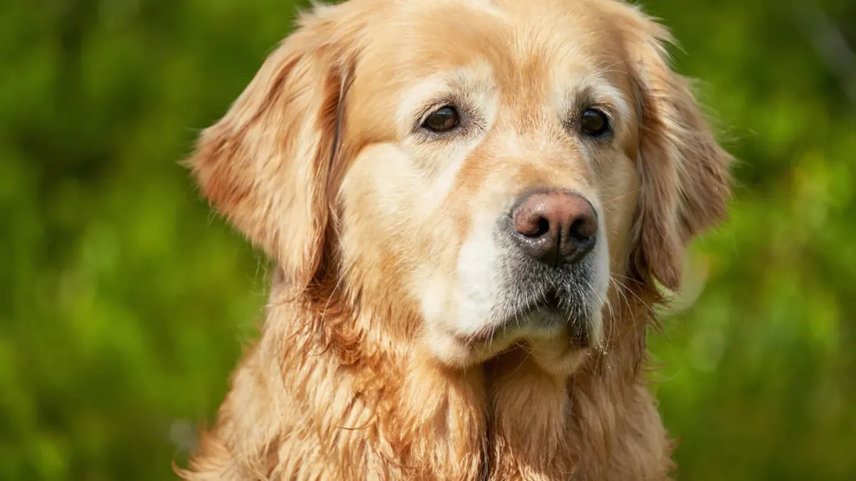 Dog looking ahead outdoors