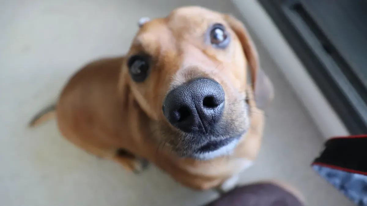 Dog looking at an owner