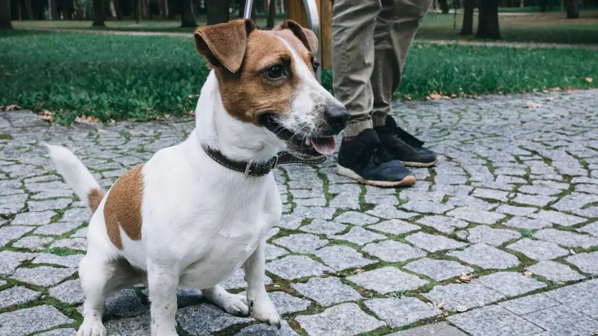 Dog looking at an owner
